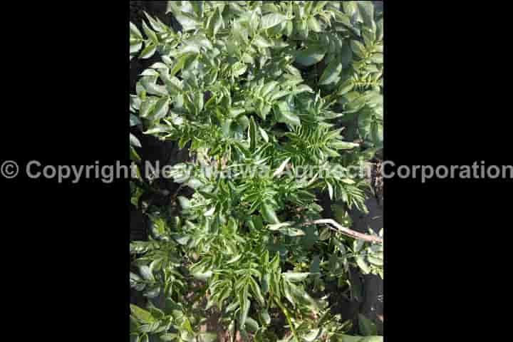 virucidal effect of virucide on leaf curl in plants in india
